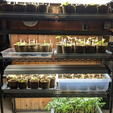 Trays of plant starts in cow pots